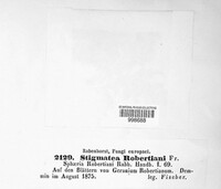Coleroa robertiani image